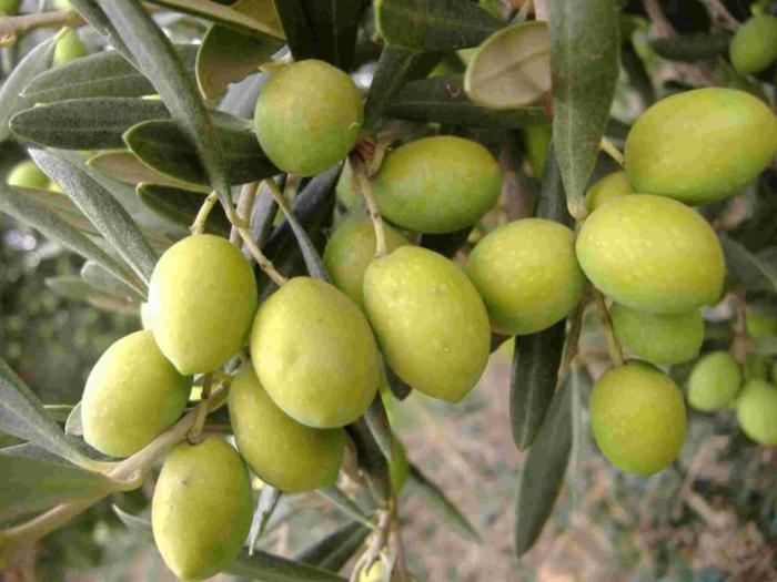 Tenuta Sidore Cursi