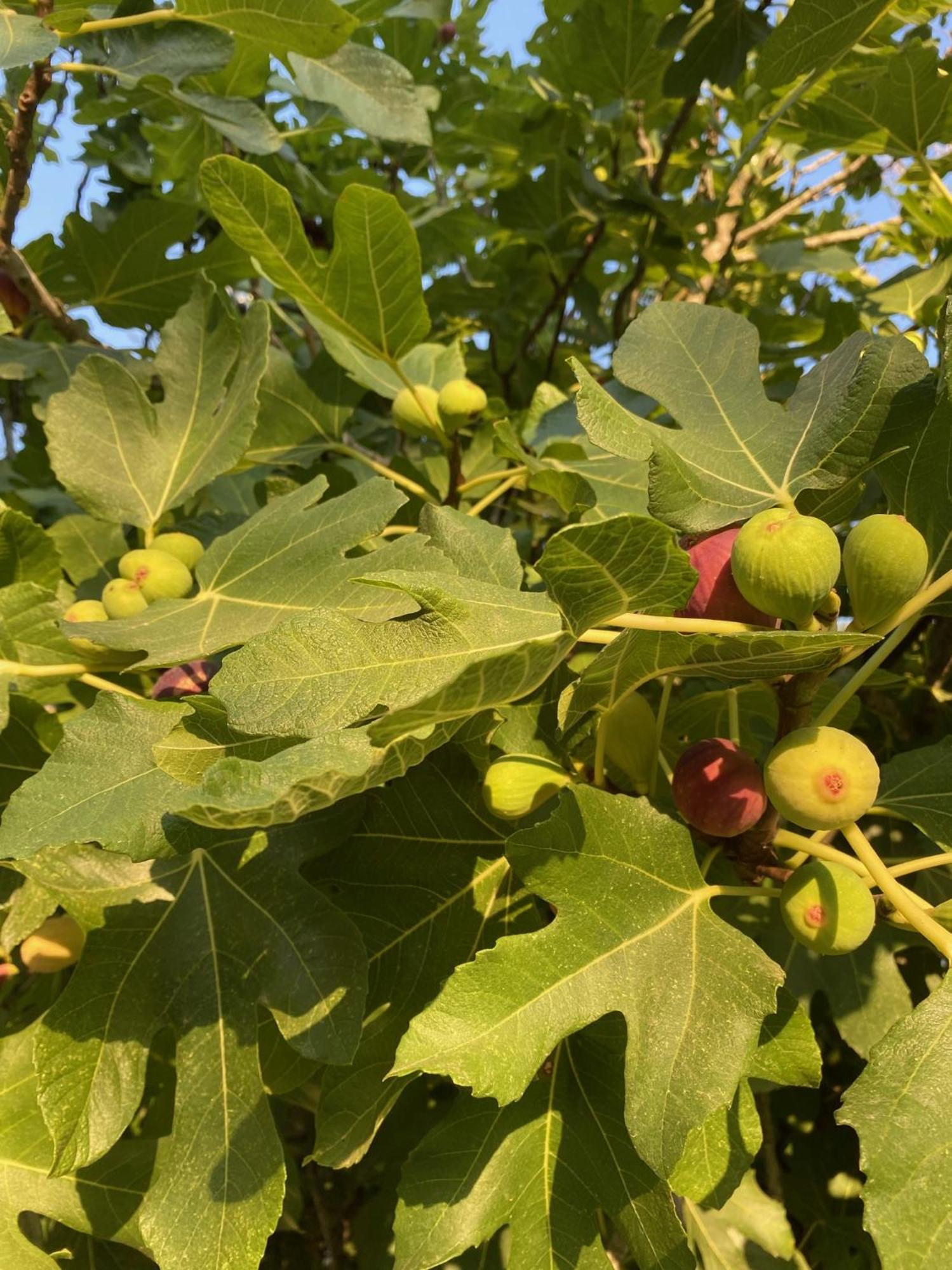 Tenuta Sidore * Cursi